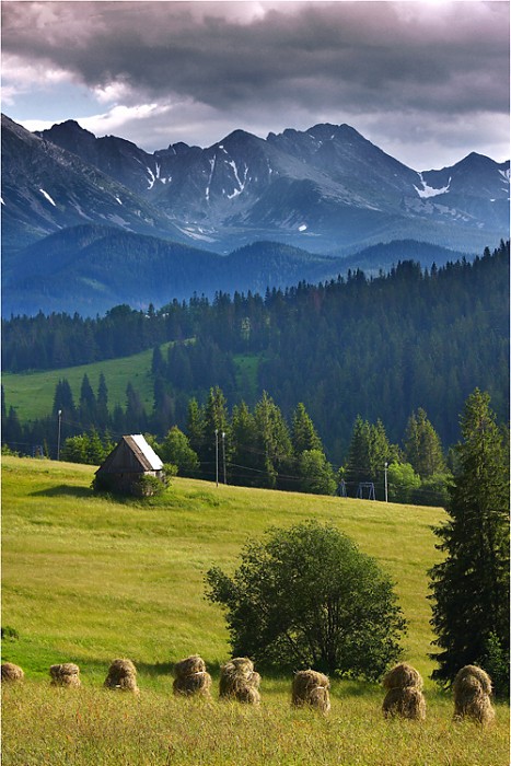 Świnica