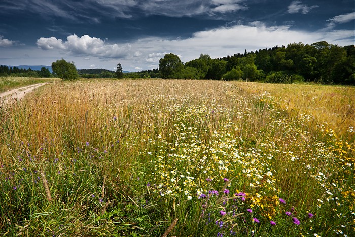 Lato na Podhalu