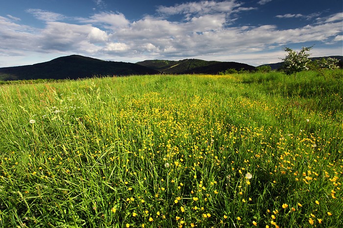 Wiosna w Beskidach